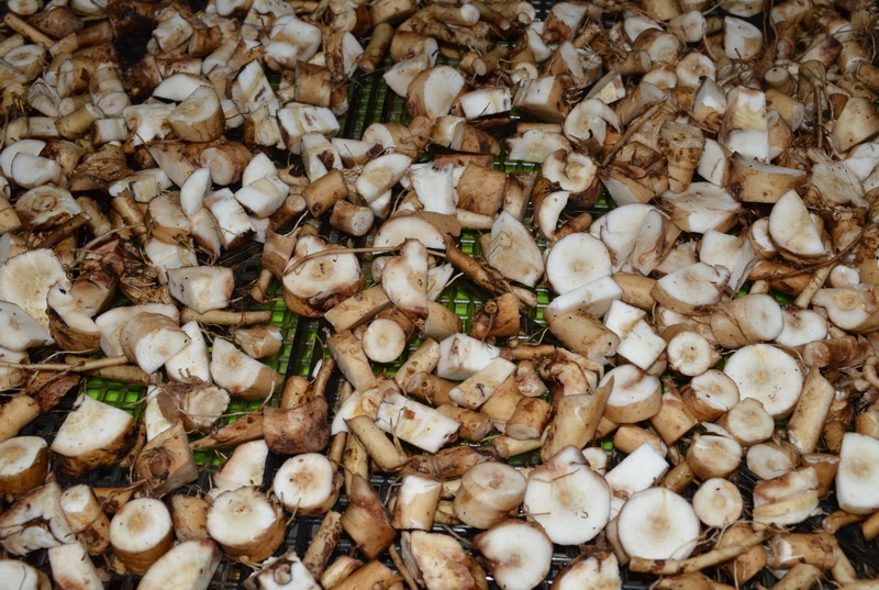 dandelion root chopped up