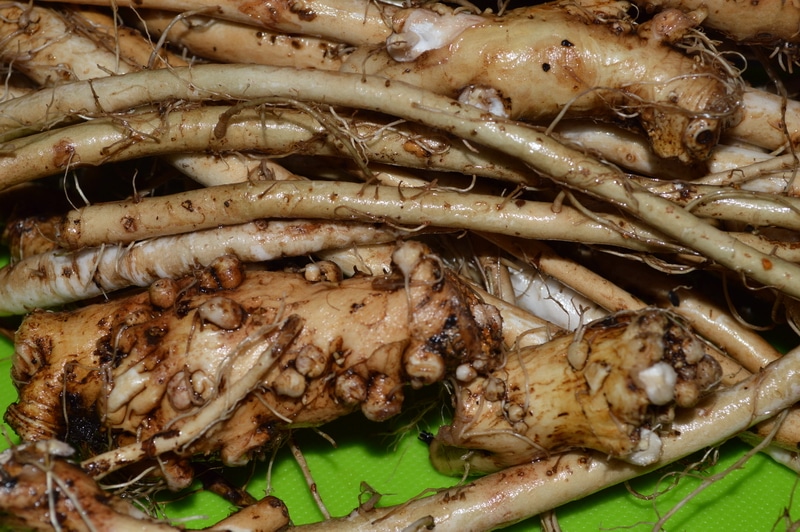 dandelion root