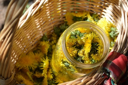 Dandelion flowers harvested