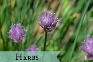 Category herbs