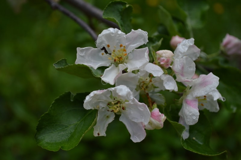 Dolgo crab blossoms
