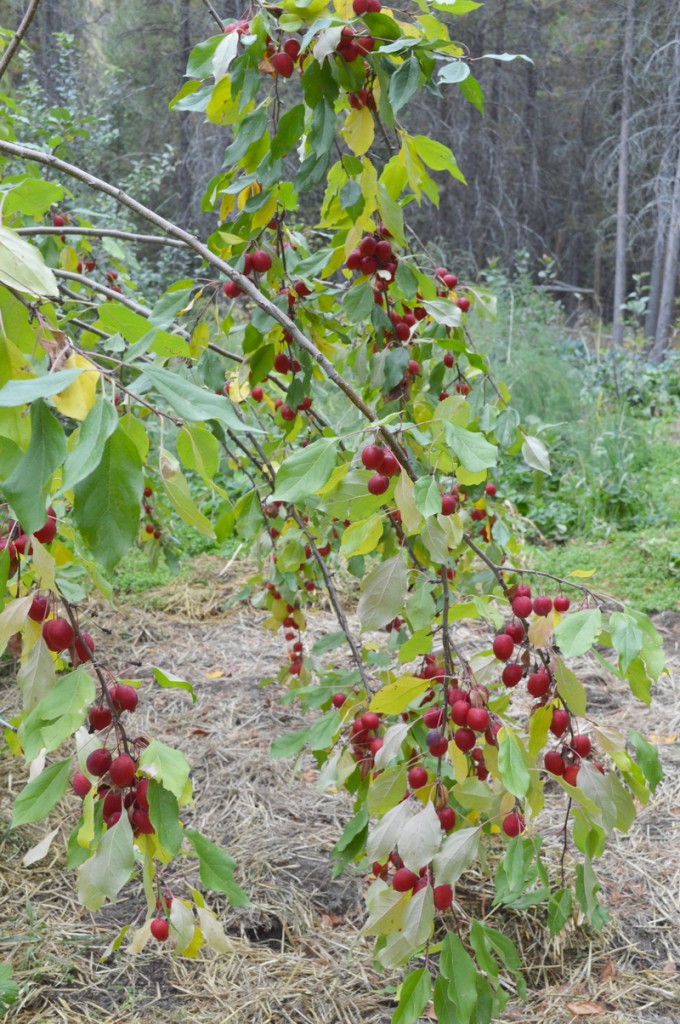 crab apples ready to harvest