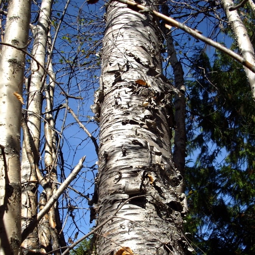 How to make birch syrup at home -- Joybilee Farm