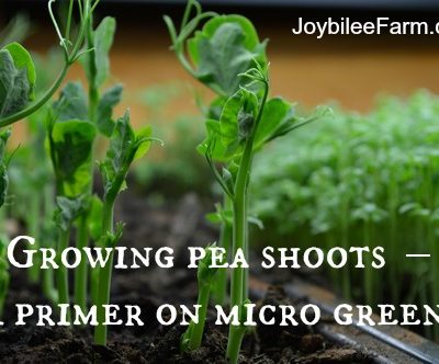 Growing pea shoots indoors in winter – A primer on micro greens