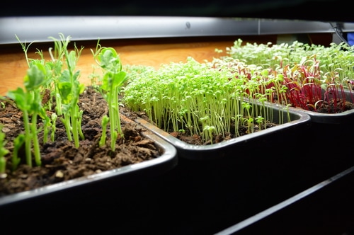 growing pea shoots and micro greens 2