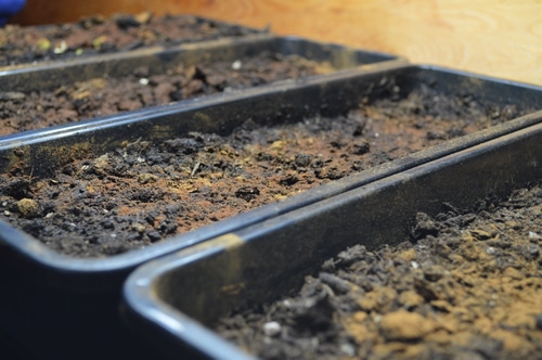 micro greens planted with cinnamon