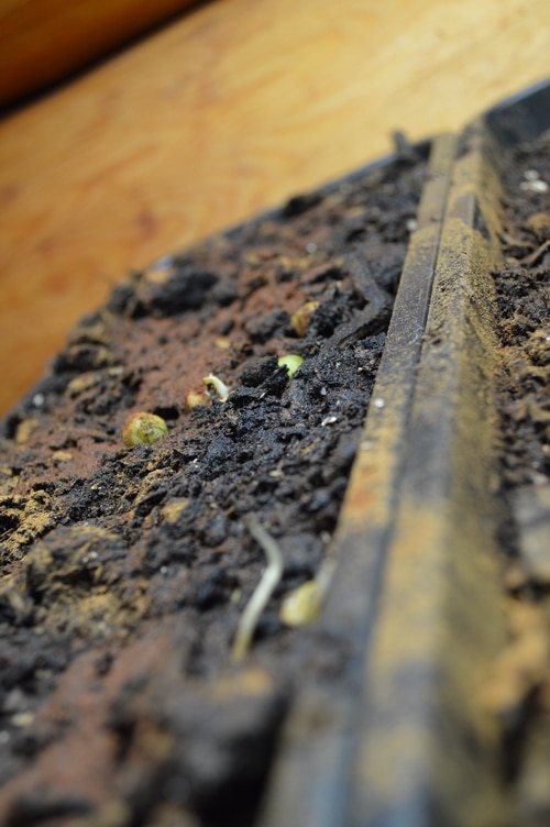 pea shoots sprouting micro greens