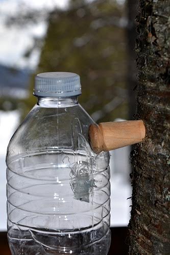 Tap the spile into the birch tree