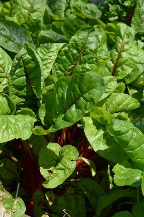 young red chard