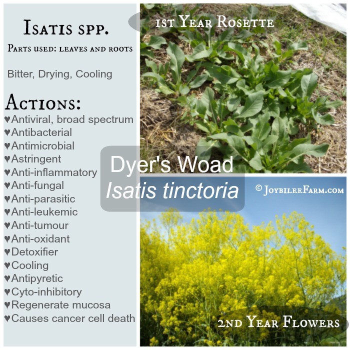 Isatis spp. as natural antibiotics -- Joybilee Farm