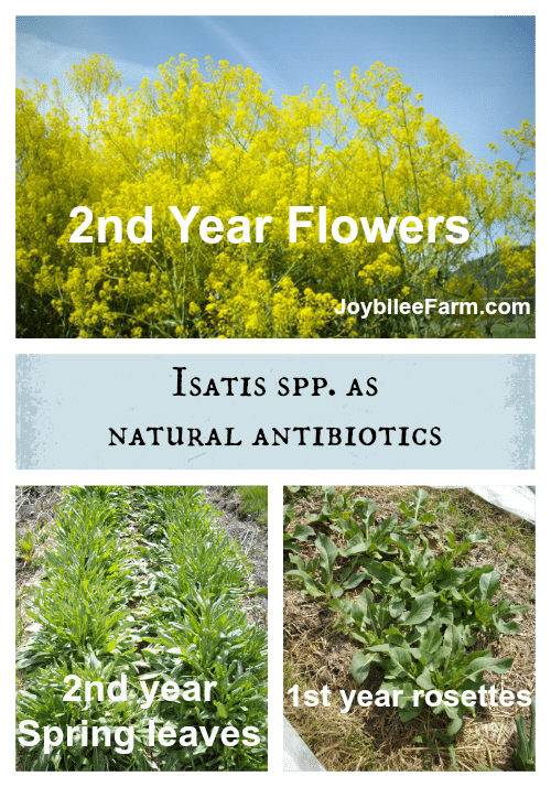 Isatis spp. plants showing 1 and 2 year flowers and leaves