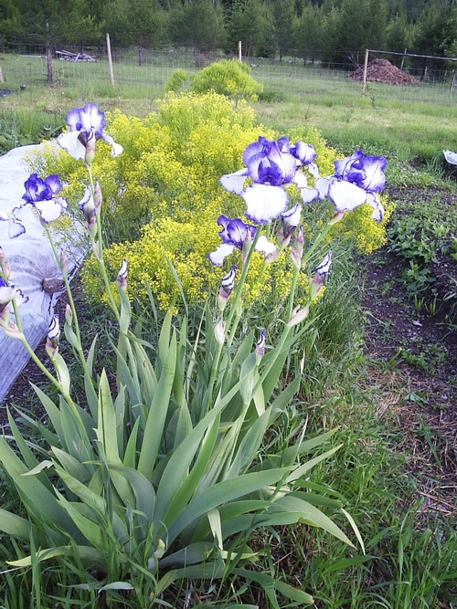 woad plant taking over a flower bed