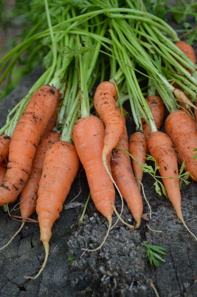 freshly harvested carrots