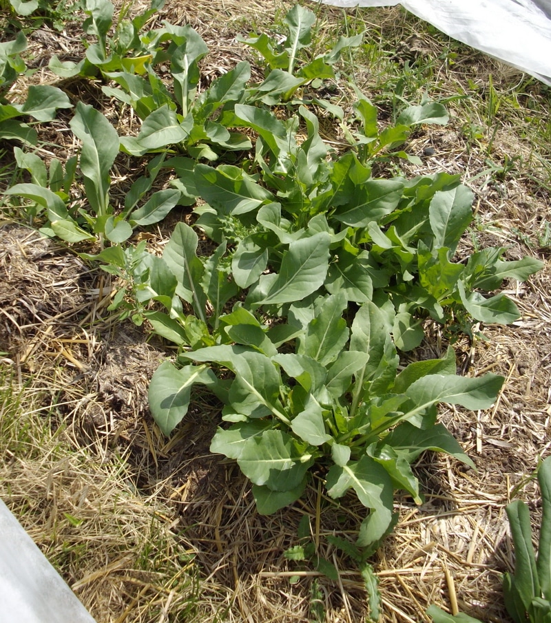 woad plant