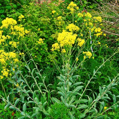 Woad as Natural Antibiotics