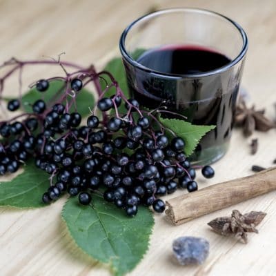 Elderberry for Your Herb Garden and Apothecary