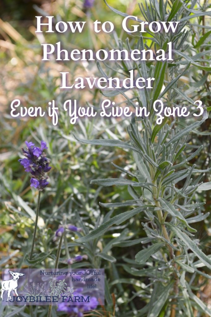 Lavender is one of the trickier perennial herbs to grow. It likes to be dry and warm, in a Mediteranean climate. When you live in one of the hardier growing zones, you need to know a few tricks to get lavender to succeed. But with these tips you'll be able to grow lavender successfully in zones 5 to 3. Give lavender a try in your garden.