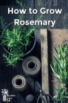 Rosemary