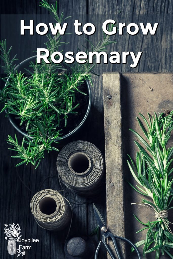 Rosemary