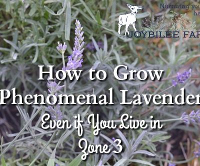 How to Grow Phenomenal Lavender Even if You Live in Zone 3