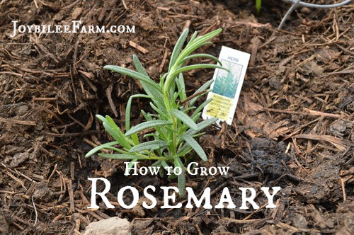 How to Grow Rosemary -- Joybilee Farm