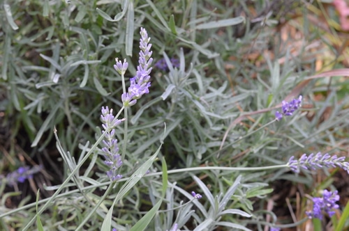Lavender plant