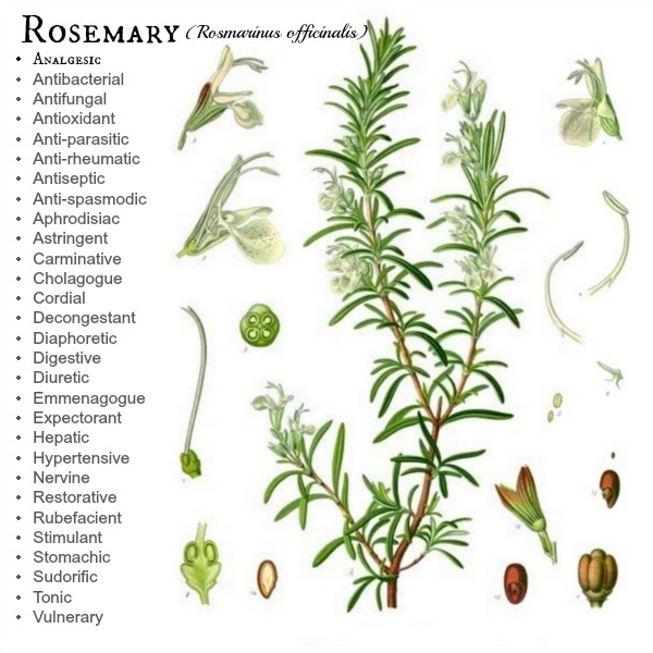 Rosemary Botanical study