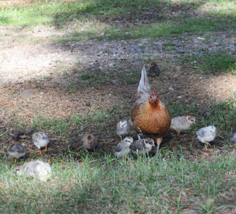 hen and chicks