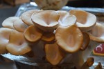 oyster mushroom
