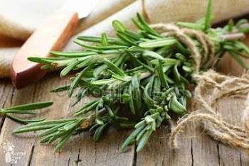 How to Grow Rosemary