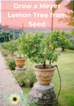 Lemon trees in clay pots