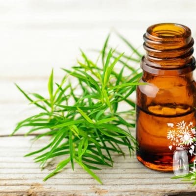 21 Ways to Use Tea Tree Oil on Your Homestead