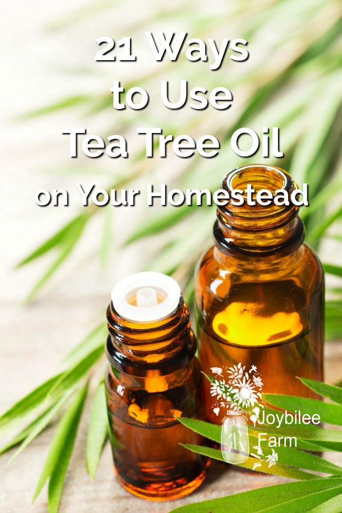 Tea Tree Oil is one of the most useful essential oils to keep on hand for home and farm use.  It is one of the few essential oils that can be used neat on the skin, but diluting it in a carrier oil will extend your oil and offer you even more ways to use it.  This essential oil should be in everyone's first aid kit and livestock emergency kit.  