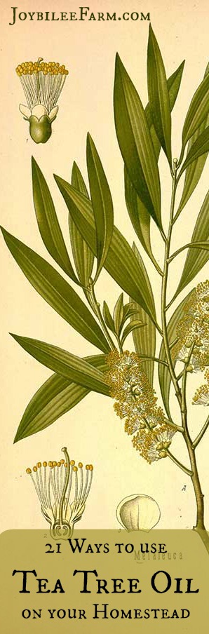 tea tree oil diagram