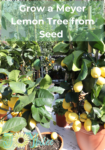 lemon trees in pots