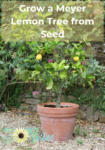 Lemon tree in a pot