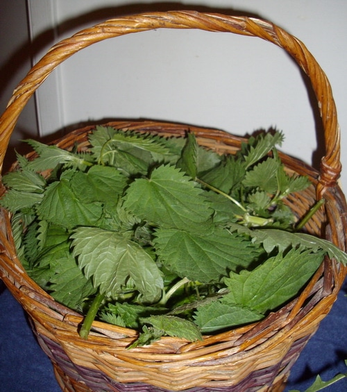 nettles