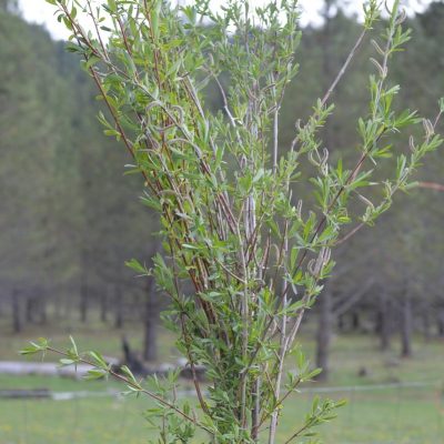 How to harvest basket willow from coppiced willow stools on your homestead