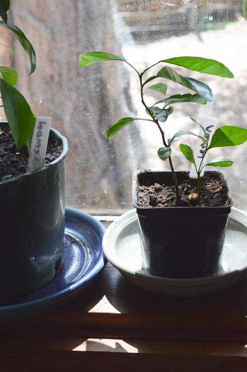 Grow a meyer lemon tree from seed - Joybilee Farm