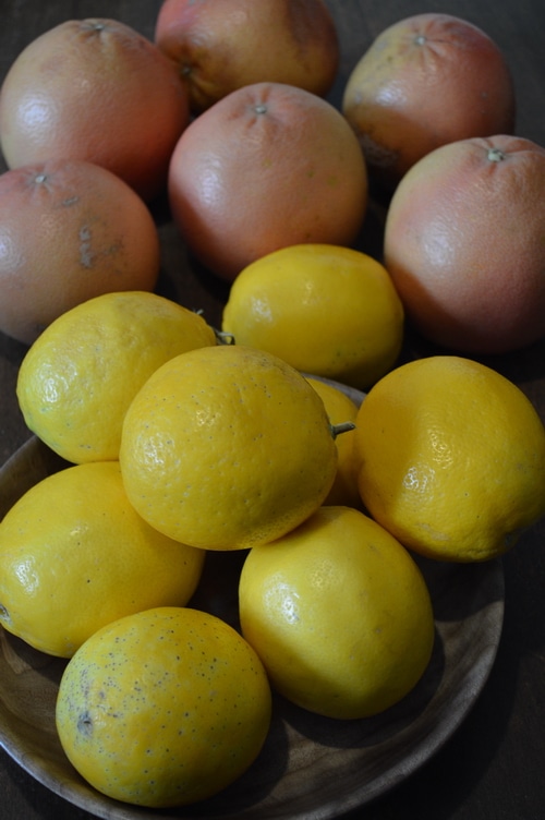 Grow a meyer lemon tree from seed - Joybilee Farm