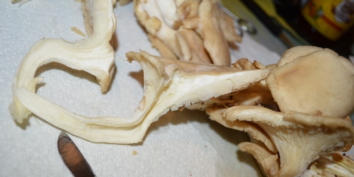 How to grow shrooms -- Joybilee Farm