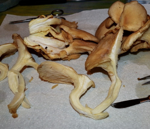 How to grow shrooms -- Joybilee Farm