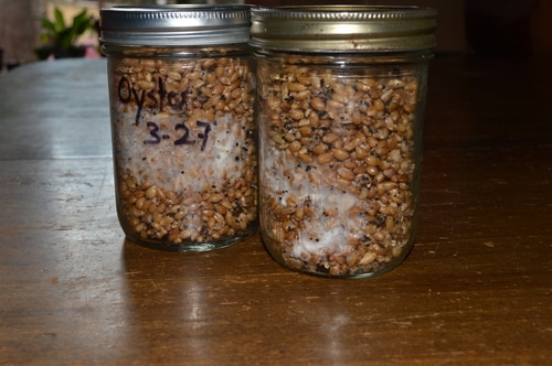 How to grow shrooms -- Joybilee Farm