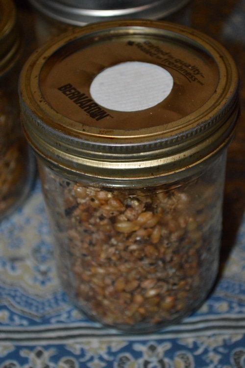 How to grow shrooms -- Joybilee Farm