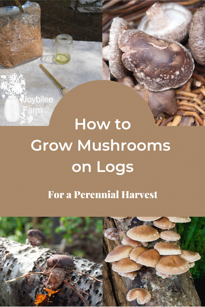 Shiitake mushrooms at various stages