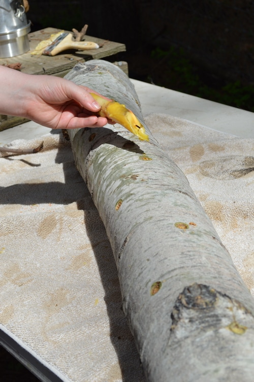 How to grow mushrooms on logs – Joybyilee Farm