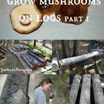 How to Grow Mushrooms on Logs – Part 1