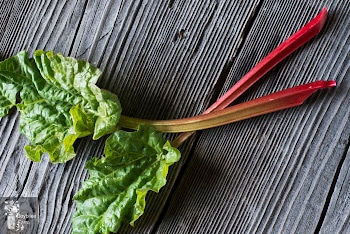 Laura’s Rhubarb Squares + 13 Rhubarb Recipes to Try