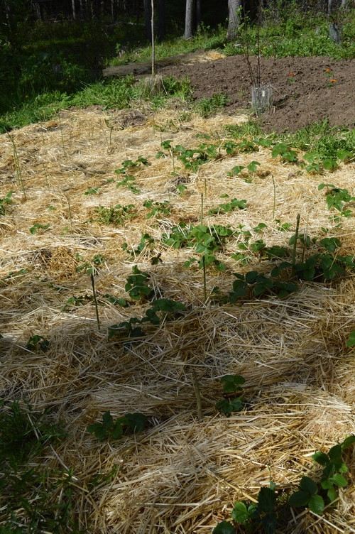 How to grow strawberries and asparagus in the same bed - Joybilee Farm