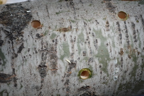 How to grow mushrooms on logs – Joybyilee Farm